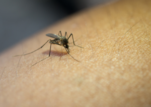 ¿Qué ocurre en la piel ante una picadura de mosquito?